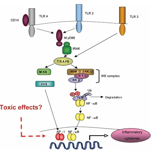 Figure 2. Potential mechanisms of action: possible effects of smoking in common transduction pathways