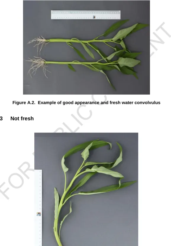 Figure A.2.  Example of good appearance and fresh water convolvulus 