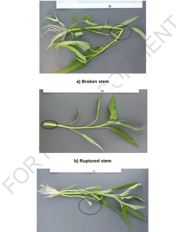 Figure A.4.1.  Example of mechanical damages on water convolvulus 
