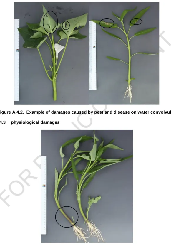 Figure A.4.2.  Example of damages caused by pest and disease on water convolvulus  A.4.3  physiological damages 