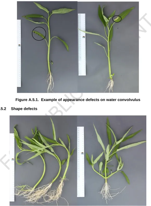 Figure A.5.1.  Example of appearance defects on water convolvulus   A.5.2  Shape defects 