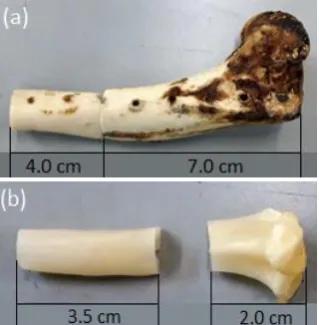 Fig. 3.  The natural (a) and HAp free (b) canine bone  tissue mounted in epoxy resin. 