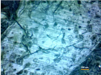 Fig. 7.  A typical appearance of cortical bone  tissue. 