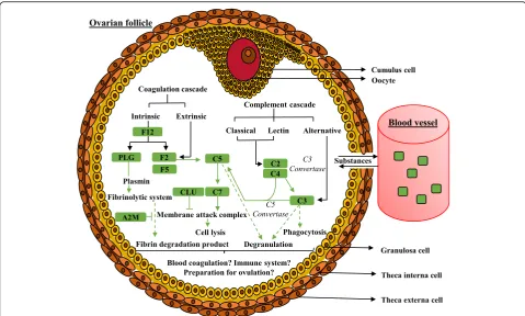 Fig. 6 Schematic representation of the “complement and coagulation cascades” pathway within the ovarian follicle