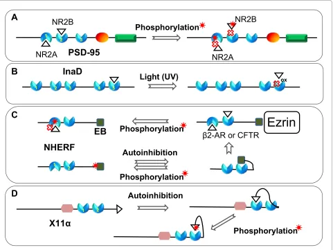 Figure 5 Posttranslational modifications on the PDZ ligands or PDZ domains modulate PDZ protein-protein interactions