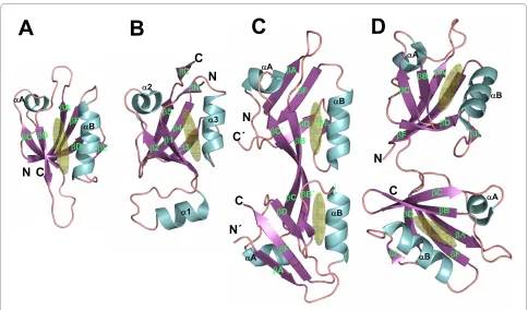 Figure 2 Structures of PDZ, PDZ-like, PDZ-PDZ dimer, and tandem PDZ domainsPDZ (PDB code: 1LCY)