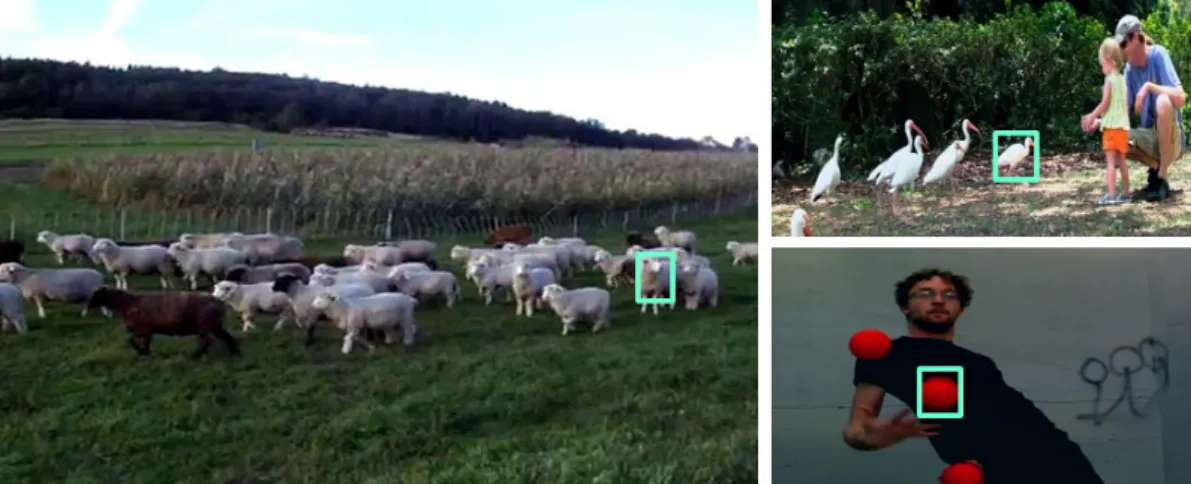 Figure 1.3: Sequences with many distractor objects, used in our experiments. Bounding box is the single target we want to track