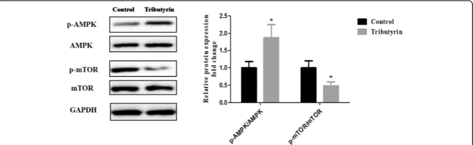 Fig. 3 Effects of tributyrin on AMPK- mTOR signal pathway in jejunum of weaned pigs. The bands are representative blots from one of six pigs.The values are calculated as the ratios of their phosphorylation levels (p-AMPK, p-mTOR) and the total levels