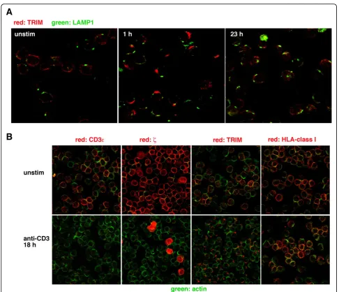 Figure 6 Differential processing of TRIM compared to other abTCR complex components. (A) Human peripheral blood T cells wereincubated with anti-CD3ε mAb 2Ad2a2 to induce cap formation for 1 and 23 hours or left unstimulated