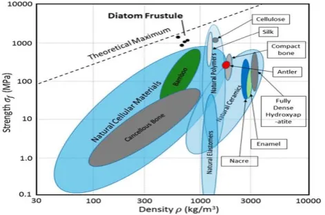 Fig. 3.  CAD model of a dome-shaped diatom Coscinodiscus sp. frustule (right) with details of the generatrix curve (left) 