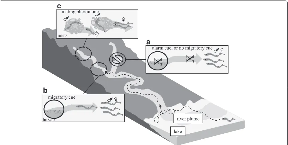 Fig. 1 Schematic illustrating the hypothesized functions of migratory cues, alarm cues, and mating pheromones during reproduction in sealamprey