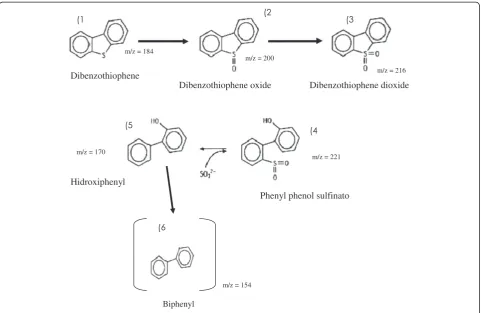Figure 4 Proposed (so called 4S) pathway for DBT desulfurization by Serratia marcescens (UCP 1549)