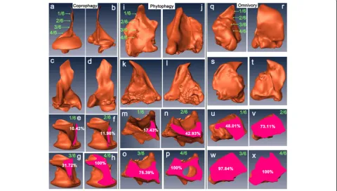 Fig. 3 Morphological comparison of the mandible from three feeding types (omnivory, phytophagy and coprophagy) based on 3D models.(Scarabaeinae: Kheper devotus (a–h); Dynastinae: Allomyrina dichotoma (i–p); Trogidae: Trox sp