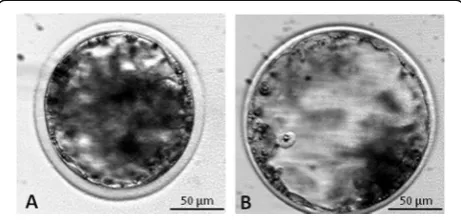 Fig. 1 Representative images of in vitro produced embryos atdifferent development stages: a Early blastocyst (EB); b Expandedblastocyst (FEB)