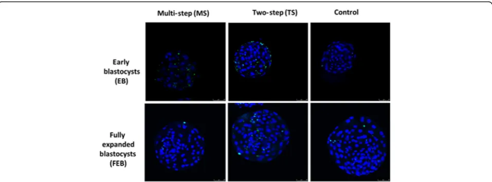 Fig. 8 Apoptosis was assessed by TUNEL assay in EB and FEB blastocysts vitrified with TS and MS methods and control