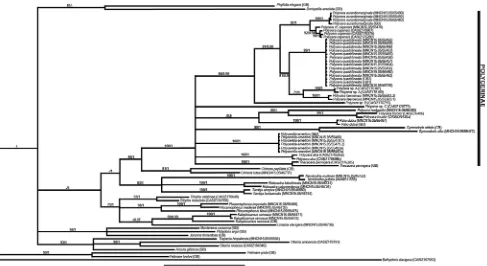 Fig. 1 Phylogenetic hypothesis based on combined molecular data(COI and 16S) represented by Bayesian inference