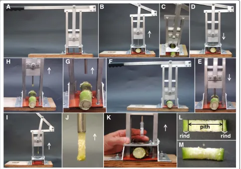 Figure 1 Core sampling device. Core sampling device (CSD) (A). The CSD handle is lifted-up (the white arrow indicates the direction of thehandle) and the maize main stalk internode is placed on the rubber mat (B and C)