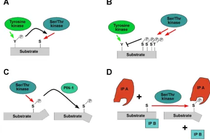 Figure 6Potential functional effects of Gab phosphorylationtrans phorylation-induced conformational changes or the creation of docking sites, e.g