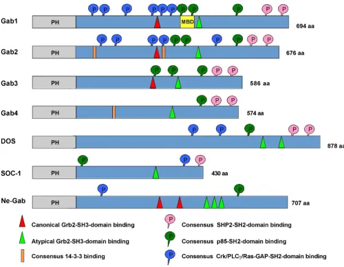 Figure 1Conserved structural features of Gab proteinsGab). All proteins contain a highly-conserved N-terminal PH domain involved in membrane recruitment
