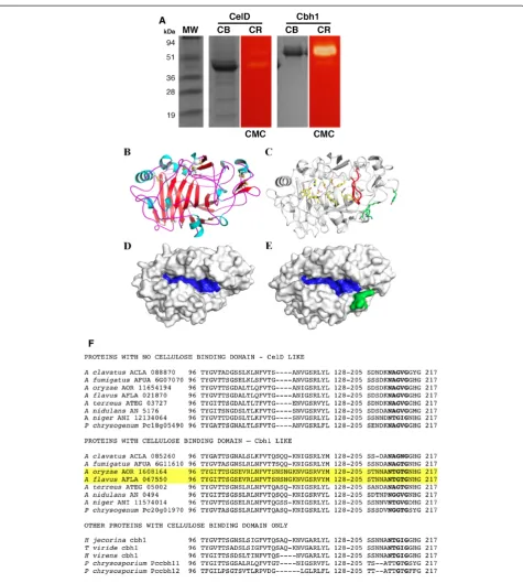 Figure 1 Structural overview of Cbh1 and CelD catalytic homologs active on cellulosic substrates
