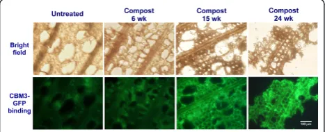 Figure 2 Cross-section micrographs of yellow poplar woodchips. (Top panel) Bright field microscopy shows compostingeffects on the cell wall structure over 24 weeks