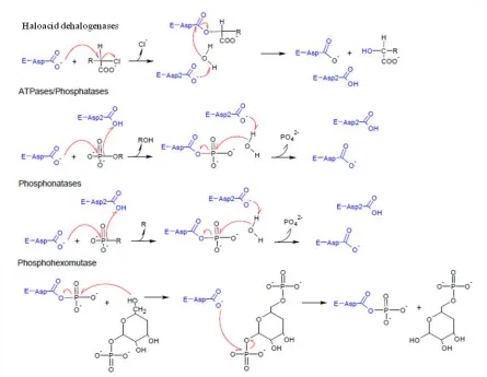 Figure 1: Mechanisms for HAD superfamily members. The four reaction mechanisms above show how the members of the HAD superfamily utilize a catalytic aspartic acid for catalysis