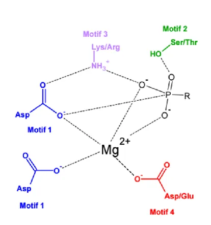 Figure 3:  Schematic of HAD family active sites.  The schematic shows the location of the four conserved motifs and how each coordinates with either the divalent metal ion cofactor or substrate