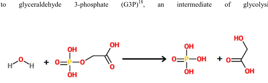 Figure 5: Chemical reaction of phosphoglycolate phosphatase activity.  Shown is the hydrolysis of                    2-phosphoglycolate releasing phosphate and glycolate