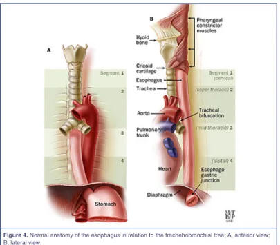 Figure 4. Normal anatomy of the esophagus in relation to the trachehobronchial tree; A, anterior view;