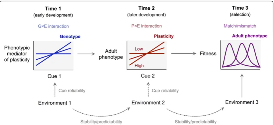 Figure 1 Plasticity as a developing trait. In this simplified scenario, plasticity at time 2 (i.e., the slope of the reaction norm at time 2) depends onthe environmental conditions experienced at time 1