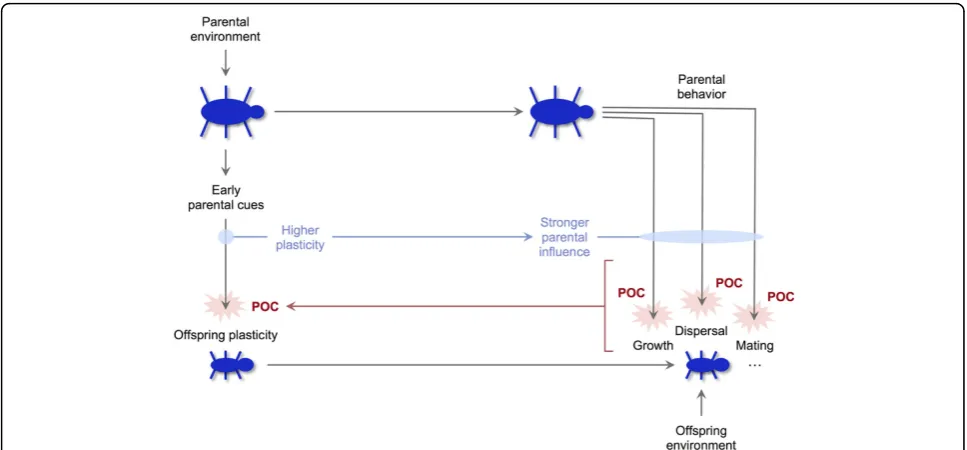 Figure 4 The logic of parent-offspring conflict about plasticity. Parents who increase offspring plasticity through early cues are able to exert astronger influence on the development of multiple traits subject to parent-offspring conflict