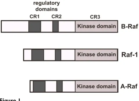 Figure 1Modular structure of RafModular structure of Raf. The Raf isoforms Raf-1, A-Raf and B-Raf share three conserved domains termed CR1, CR2 and CR3