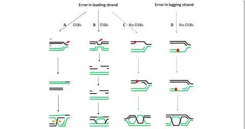 Figure 2 Pathways of HR repair at stalled/ collapsed replication forks. (A,B,C) Possible pathways resolving leading-strand blockages by HR.Stalled replication forks can be cleaved by an endonuclease to generate a one-sided DSB (A) which can be repaired by 