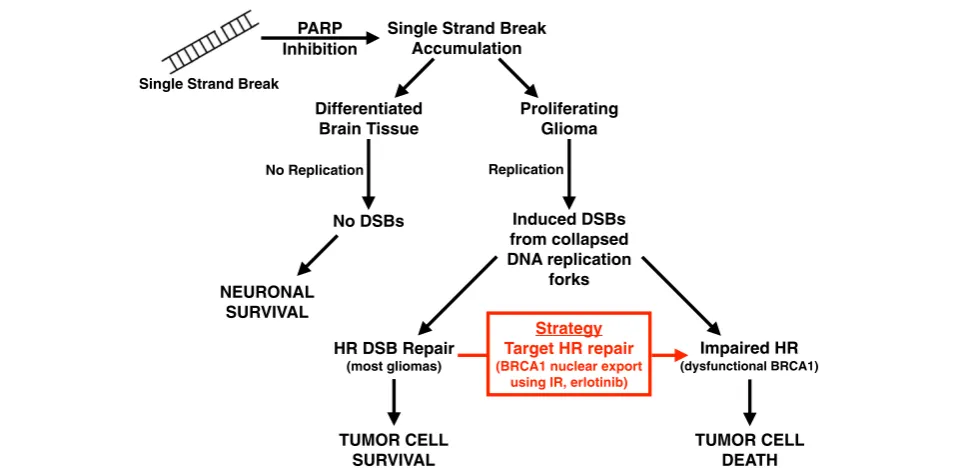 Figure 1 Targeting HR repair with poly (ADP-ribose) polymerase inhibition results in tumor-specific synthetic lethality