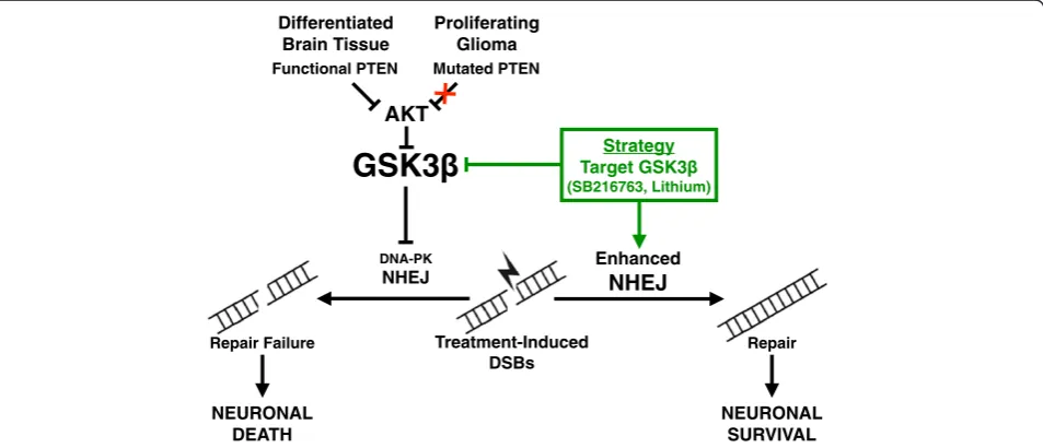 Figure 2 Targeting GSK3β results in neuroprotection from IR-induced neurotoxicity. Model depicting potential targeting of GSK3β-NHEJsignaling pathway to decrease neurotoxicity and increase the therapeutic index of anti-glioma treatment