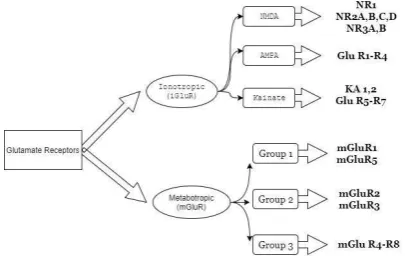 Figure 2. Different groups of glutamate receptors.  