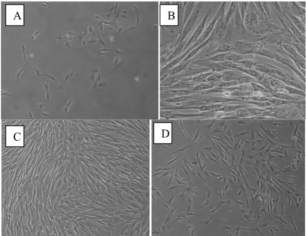 Figure 1. Small rounded cells were occasionally observed on top of adherent PDLSCs (arrow)