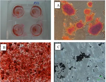 Figure 2. Canine differentiation potential: The cells were able to differentiate into osteblasts and adipocytes