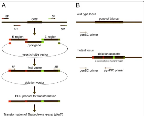 Figure 1 (A) Schematic representation of vector construction by yeast mediated recombination