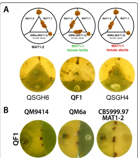 Figure 2 Phenotypes of deletion mutant strains constructed inthis study. Strains were grown on malt extract agar plates for sixdays at 28°C.
