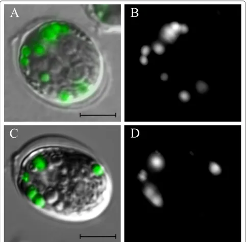 Figure 5 Cells from the P4 gate internalized BODIPY (4,4-difluoro-1,3,5,7-tetramethyl-4-bora-3a,4a-diaza-Cells were stained and sorted directly onto microscope slides after the sorting procedure