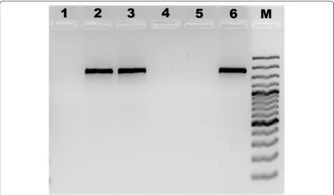 Table 1 Strains isolated during the sorting procedure