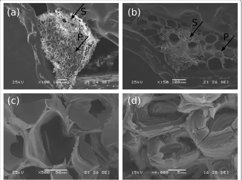 Figure 7 Scanning electron microscopy surface images of the sugarcane bagasse treated with acid