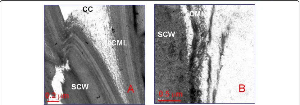 Figure 8 Transmission electron microscopic photomicrographs of dilute acid/ferrous ion-pretreated corn stover pretreated at 150°C,0.5 wt% H2SO4 + 5 mM FeSO4 for 20 minutes
