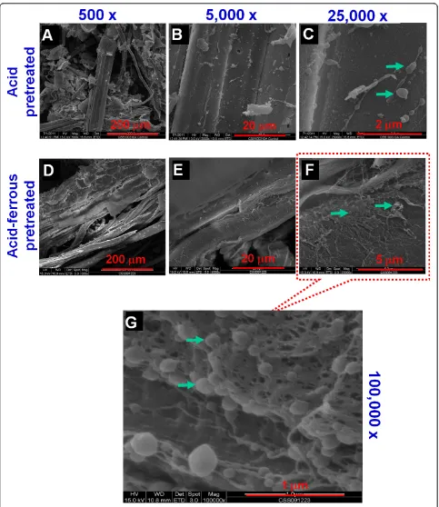 Figure 9 Scanning electron microscopic images of dilute acid/Feshows images of CS samples from dilute acid/Fe000 original magnification