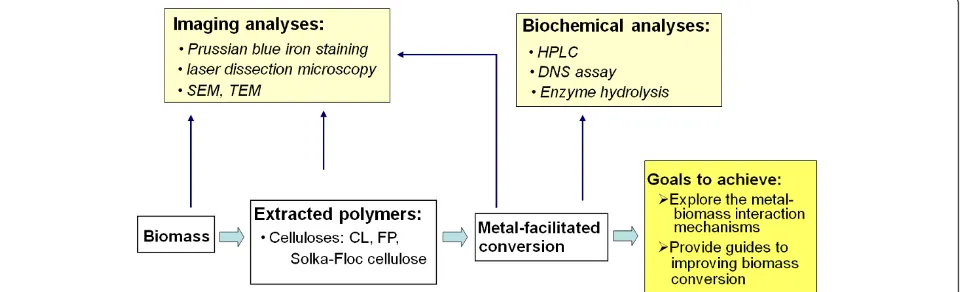 Figure 1 Diagram showing the experimental plan. Imaging and analytical tools were used to examine the metal ion-biomass interaction atdifferent stages of biomass processing and conversion
