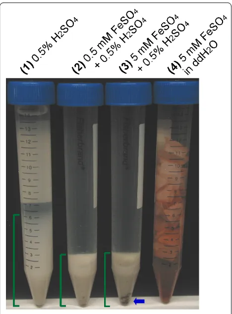 Figure 2 Filter paper strips pretreated in pipe reactors at 190°FeSOC for five minutes in the presence of 0.5% H2SO4, 0.5 to 5 mM4 or a combination of acidic and salt chemical solutions.All samples were pretreated at the same time.