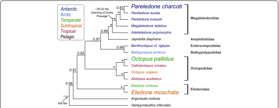 Figure 1 Phylogenetic relationships of the three octopod species analysed in this study and related octopodiformes.indicating an origin from temperate shallow waters [27].Pareledone charcotistars marking values of 1.0