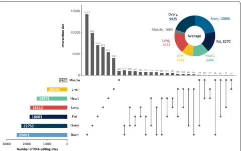 Fig. 4 Landscape of RNA editing sites across porcine tissues. The doughnut chart displays the average number of A-to-G sites in each tissuegroup