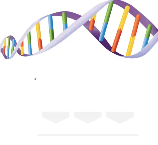 Figure 3: DNA, RNA and protein synthesis. The nucleotide triplet that encodes an amino acid is names a codon